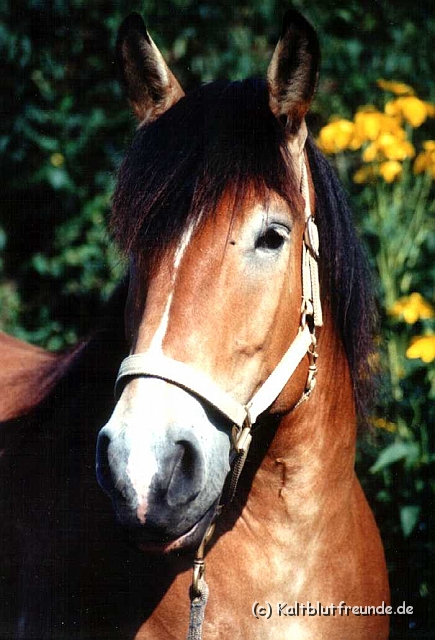 Minchen Portrait gelb.jpg